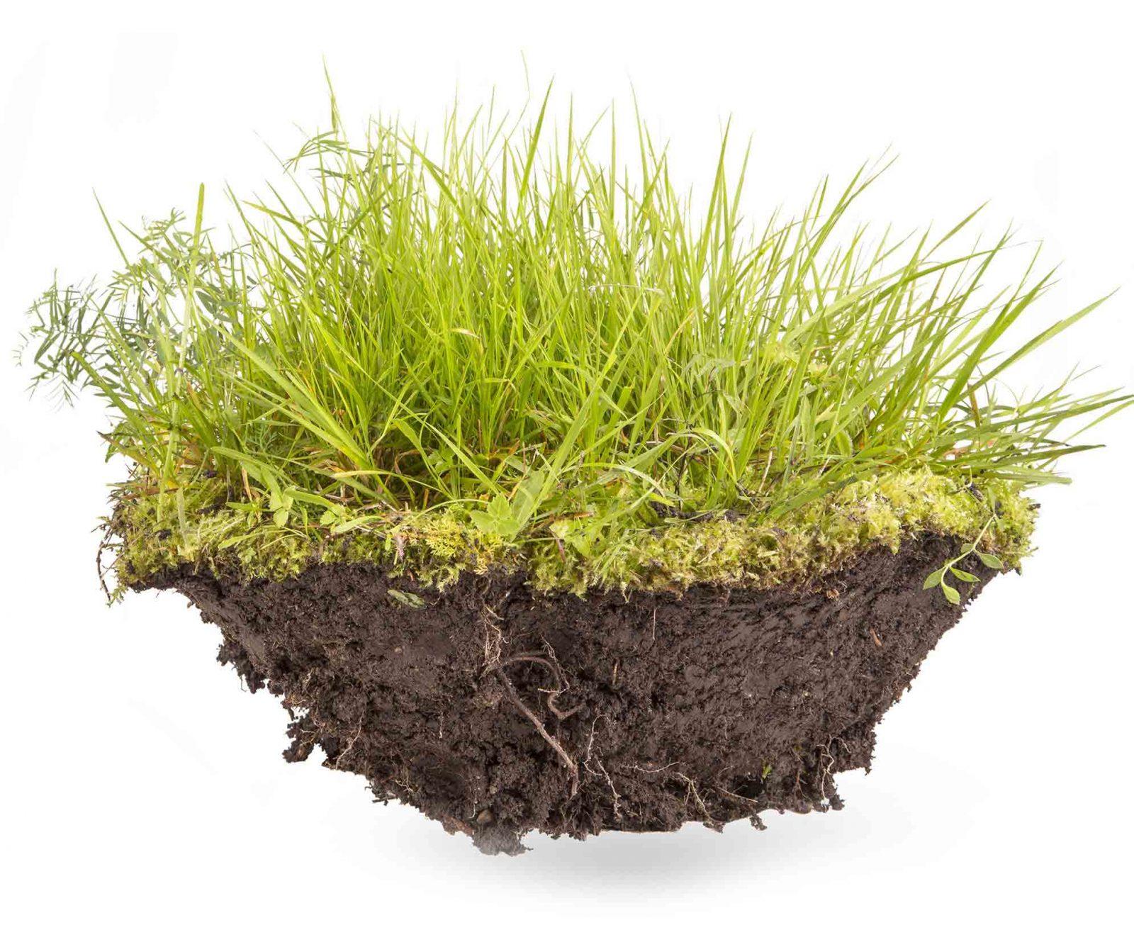 grass-2 grass-2