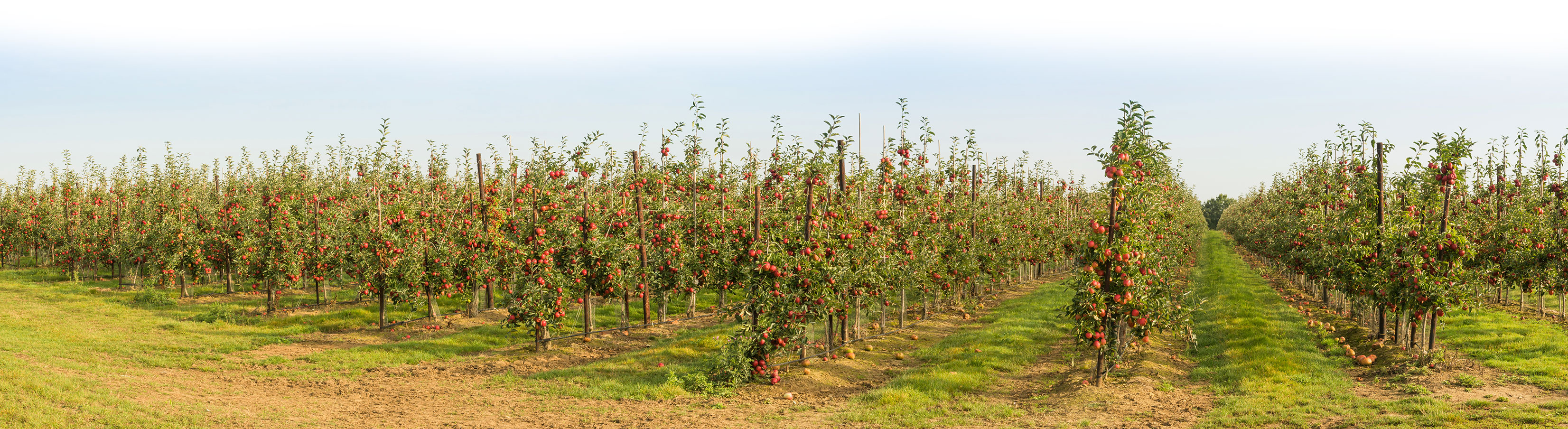 apples apples