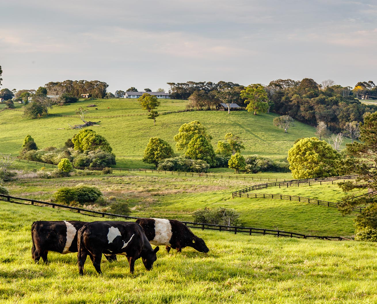 dairy-cows