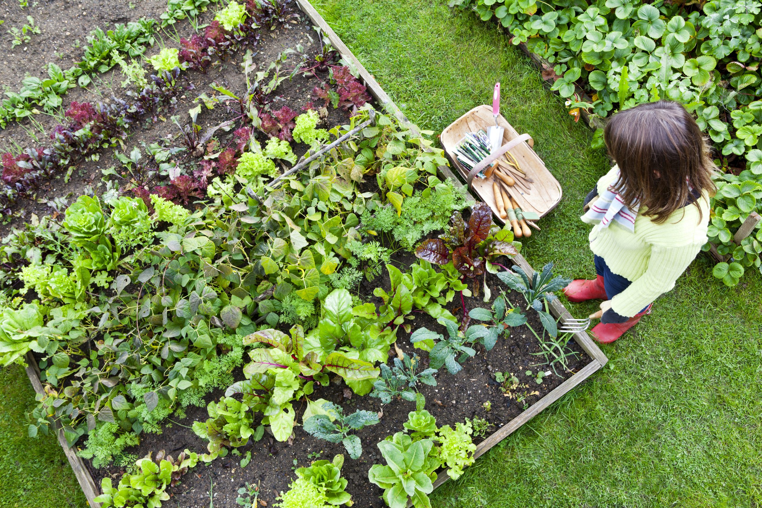 Woman looking down at an organic raised bed vegetable garden, holding weeding fork.