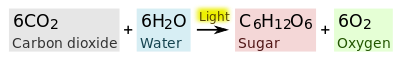 400px-Photosynthesis_equation.svg Overall equation for the type of photosynthesis that occurs in plants (Photosynthesis, Wikipedia, 2020)