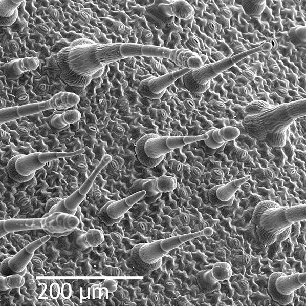 598px-Leaf_epidermis_w_scale Scanning electron microscope image of the leaf epidermis of Nicotiana alata, showing trichomes
(hair-like appendages) and stomata (eye-shaped slits, visible at full resolution).
(Leaf, Wikipedia, 2020)