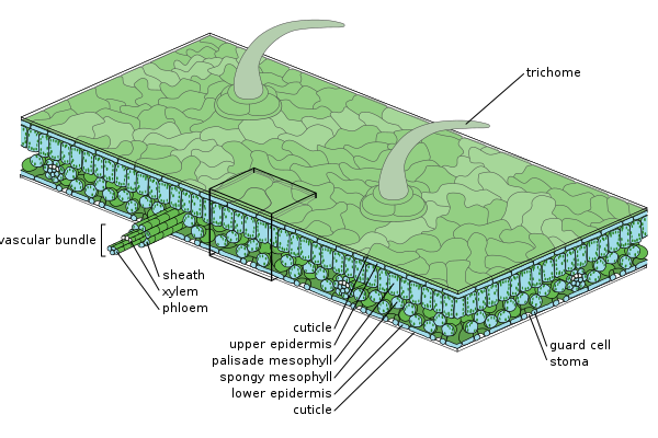 600px-Leaf_Structure.svg Medium scale diagram of leaf internal anatomy (Leaf, Wikipedia, 2020)