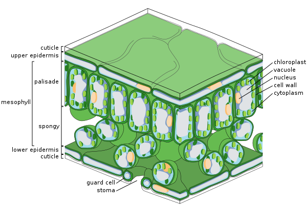 600px-Leaf_Tissue_Structure.svg Fine scale diagram of leaf structure (Leaf, Wikipedia, 2020)
