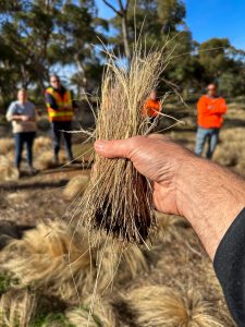 Seed Desiccation & Plant Desiccation are still evident 6 months Post-Treatment